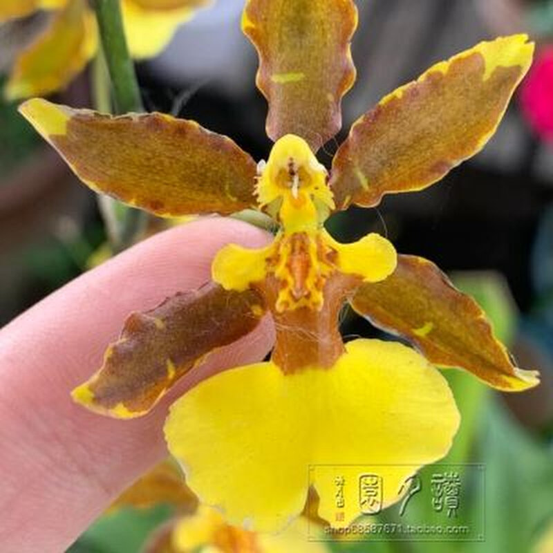 定制新新读月园正门神大型文心兰热带微风