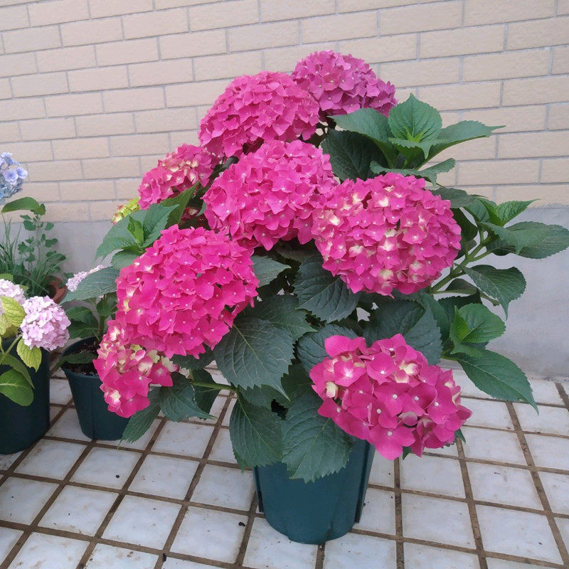 无尽夏四季大花绣球花苗变色带花苞老桩室外花卉盆栽阳台庭院植物 鲸爆价