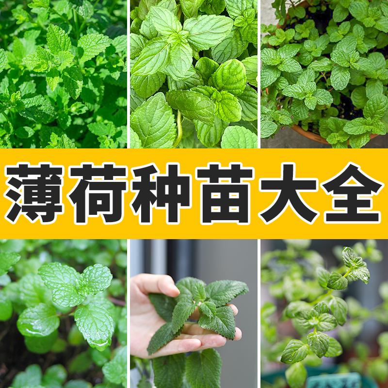 可食用薄荷苗种子大全