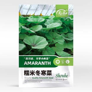 糯米冬寒菜苗种子冬苋菜种籽孑高钙菜苗青菜适合冬季种的菜种籽种