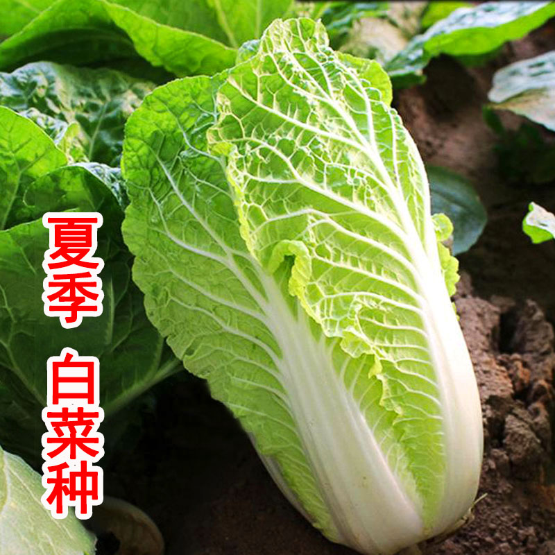 夏阳大白菜种子山东白莱种籽耐热高温黄心秋季夏季高产大全菜种
