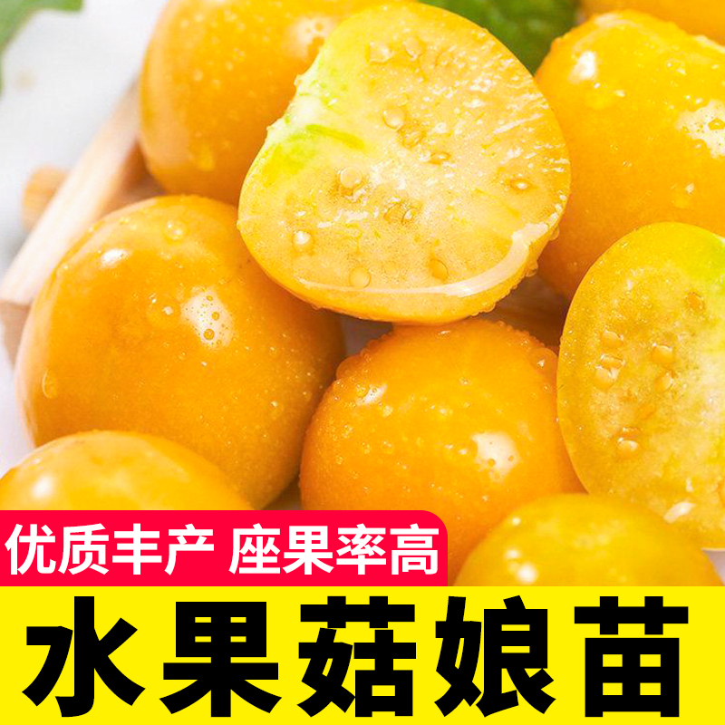东北姑娘果灯笼种子红甜黄菇四季