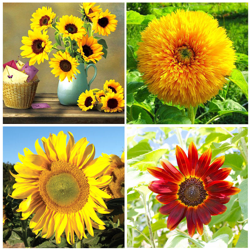 向日葵种籽孑花籽矮杆观赏盆栽苗四季太阳花盆栽种子花种油葵春季