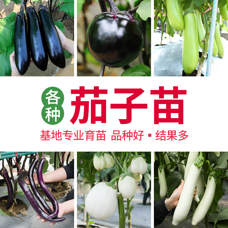 蔬菜种籽孑大全阳台南方茄子苗