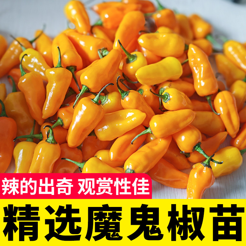 印度魔鬼椒苗种子超辣辣椒种籽孑四季海南蔬菜阳台盆栽秧苗菜苗春