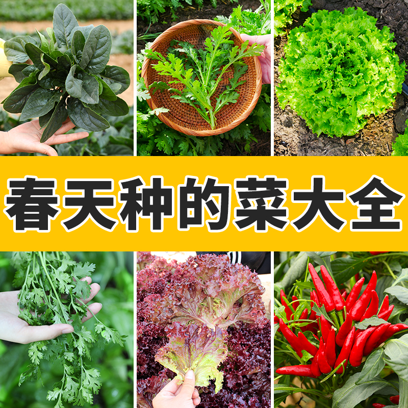 春季大全四季蔬菜种子