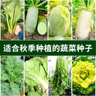 秋冬季蔬菜种子种籽菜籽十一月份11适合秋季都可以种的菜立秋什么