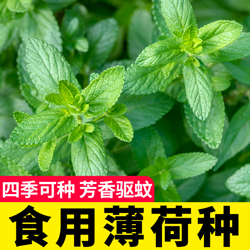 薄荷盆栽可食用种子四季幼苗