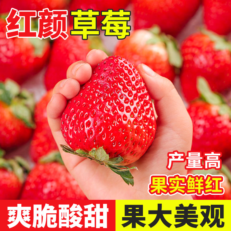 红颜草莓种子四季奶油草莓籽种春季盆栽种植草莓大全红白草莓苗图片