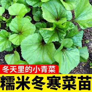 糯米冬寒菜苗种子冬苋菜种籽孑高钙菜苗青菜适合冬季种的菜种籽种