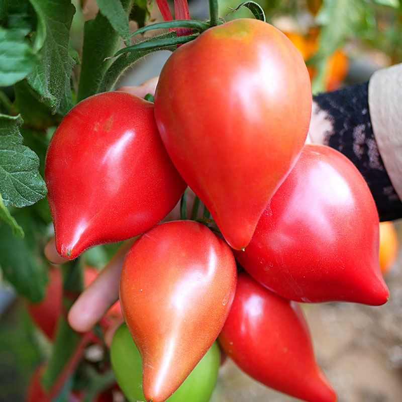 超甜芒果蜜番茄种子沙瓤水果大西红柿种籽四季盆栽蔬菜孑苗秧春季