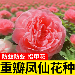 凤仙花种子新采指甲花种子混色防蛇花种籽子庭院室外阳台盆栽种植