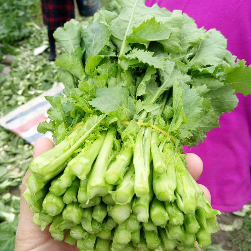 早熟油菜苔种子籽秋冬季油菜薹种籽菜苔青菜籽种蔬菜孑子菜台农家
