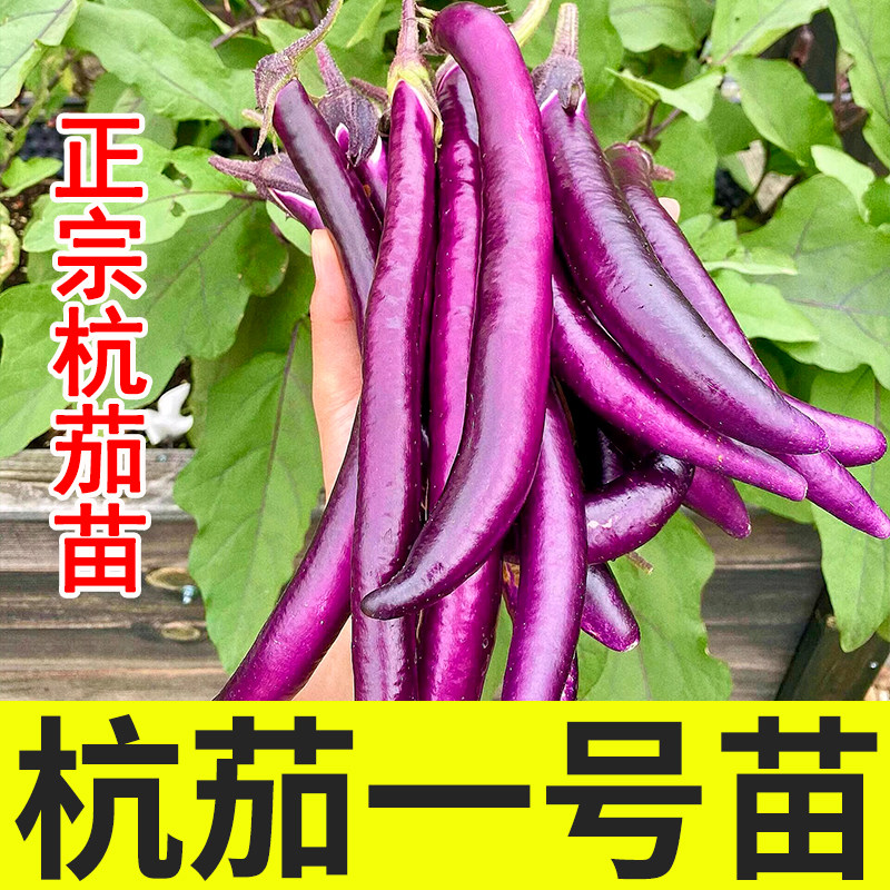 杭茄一号长茄苗秧种子特大高产皮薄香糯紫线茄种籽大全四季蔬菜苗,鲜花速递/花卉仿真/绿植园艺,种苗/半成品盆栽,淘宝优惠券,粉丝福利购,淘宝优惠卷