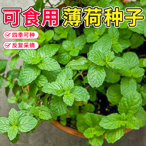 可食用薄荷种子柠檬猫薄荷种籽室内留兰香薄荷苗四季阳台幼苗盆栽
