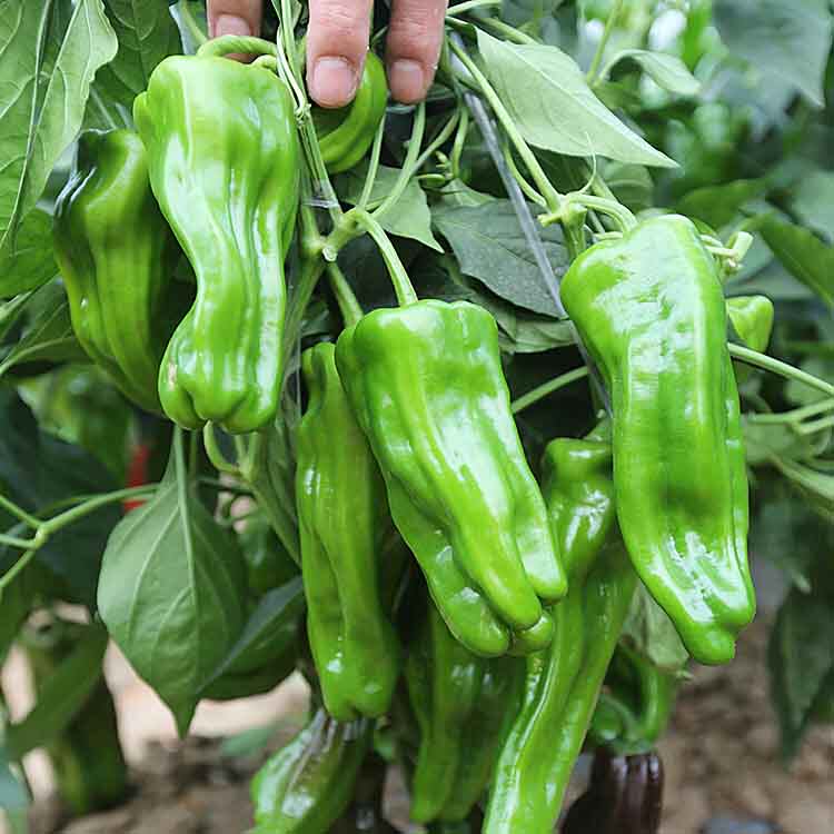 薄皮泡椒种子种籽孑苗辣椒种苗虎皮特大菜皱皮南方四季盆栽蔬菜苗