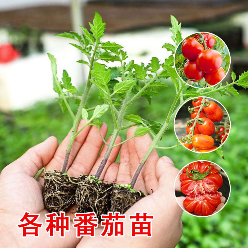 圣女果种子苗四季千禧盆栽小番茄