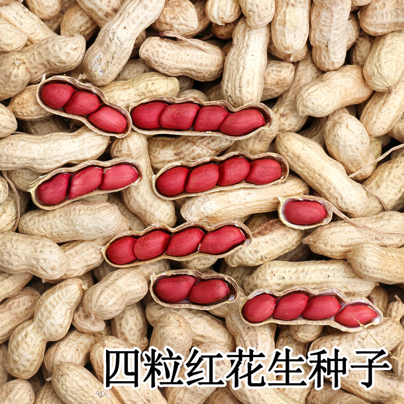 山东高产薄壳四粒红花生种子种籽黑带壳红皮花生米大果粒鲁花种籽