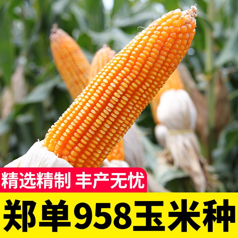 郑单958玉米种高产杂交玉米种子饲料特大农业大田优质官方旗舰店