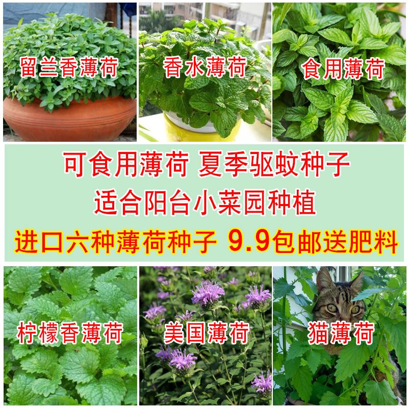薄荷盆栽种子 猫薄荷种子 食用薄荷薄荷草 绿植可食用 驱蚊 室内