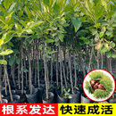 特大板栗苗树嫁接地栽南方北方种植大红袍当年结果板栗树果树果苗