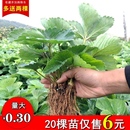 草莓苗南北方阳台种植果树苗当年结果奶油红颜草莓种苗秧盆栽 四季