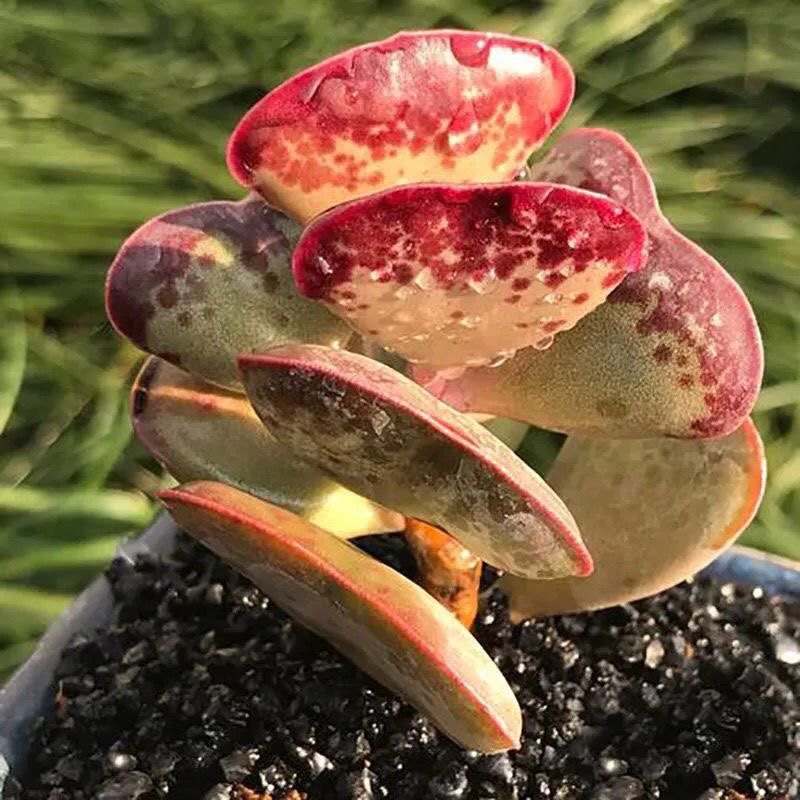 纯正爱心水泡 心形多肉植物 超萌肉肉花 稀有品种 趣味小盆栽贵货