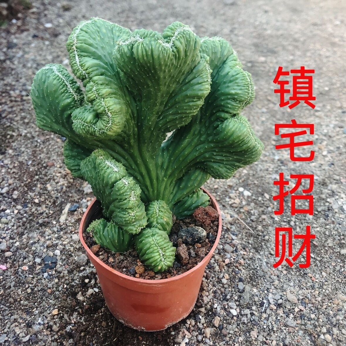 超大山影五指山仙人掌多肉植物桌面美观花卉盆栽绿植盆景