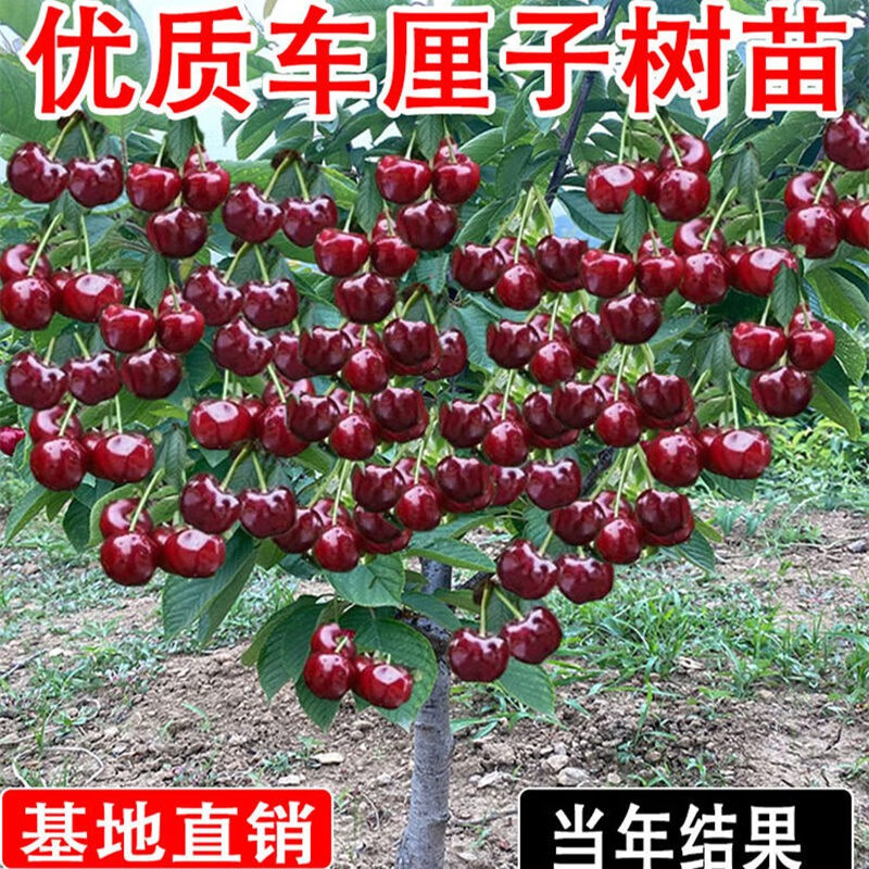 车厘子树苗樱桃树苖南方北方种植盆栽庭院果树矮化樱桃树大樱桃苗