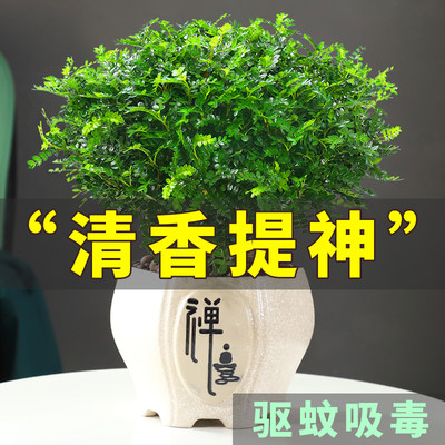 防驱蚊草盆栽正宗清香胡椒木树苗