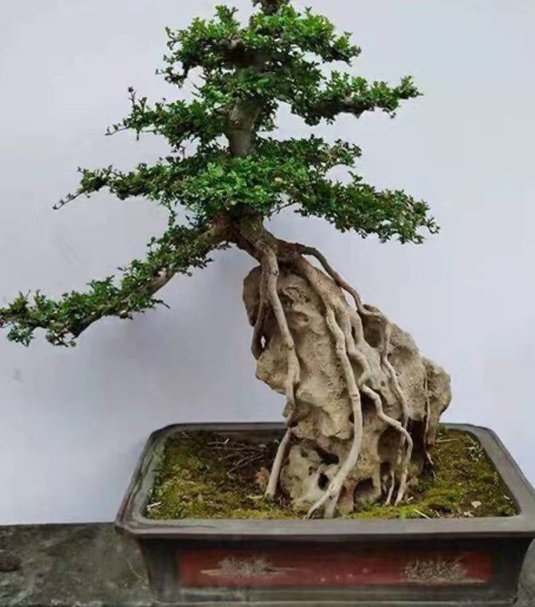 对节白蜡盆景高提根根抱石高档成型一物一拍实物带盆包邮老桩怪桩