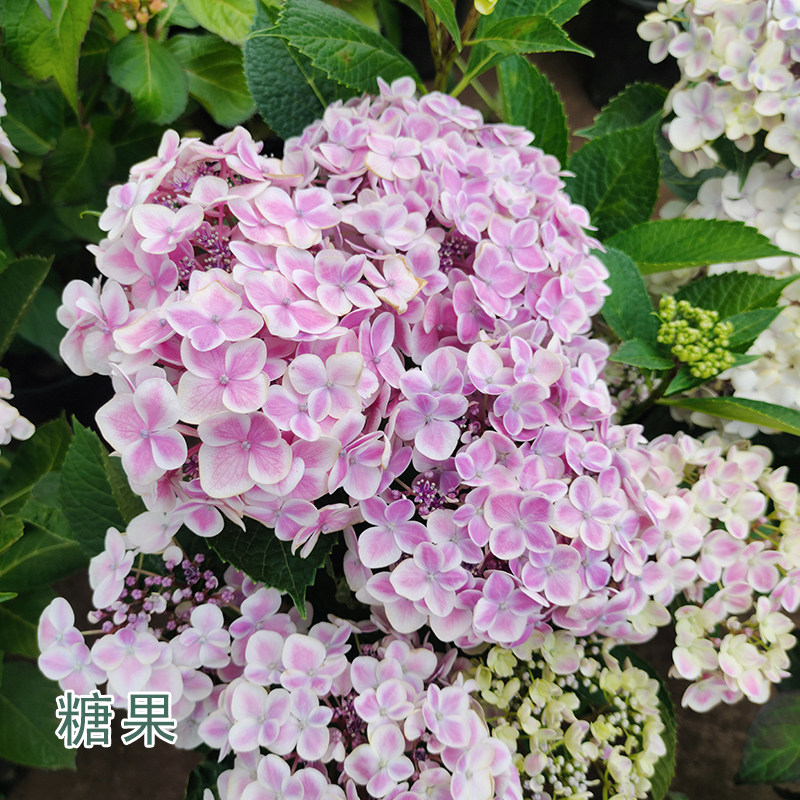 绣球花盆栽八仙花四季变色耐寒阳台庭院带花苞带盆栽好易种植好养