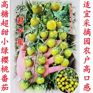 高糖君子蜜绿色樱桃小番茄圣女果青甜二号青口蜜青霞66耐裂种籽孑