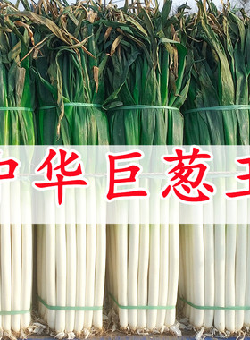 章丘大葱种子铁杆型中华巨葱王大香葱耐热抗寒春季秋冬季铁杆四季
