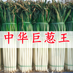 章丘大葱种子铁杆型中华巨葱王大香葱耐热抗寒春季秋冬季铁杆四季