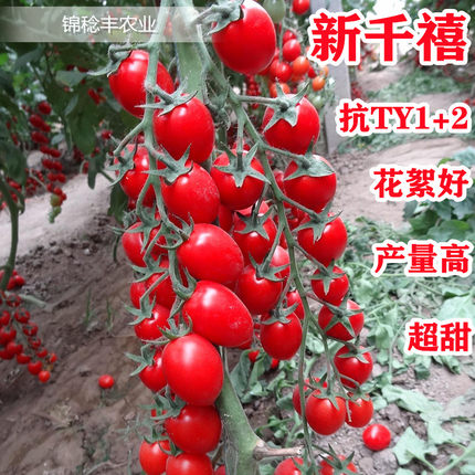 千禧圣女果种子种籽孑矮生樱桃小番茄西红柿苗秧四季盆栽蔬菜果苗
