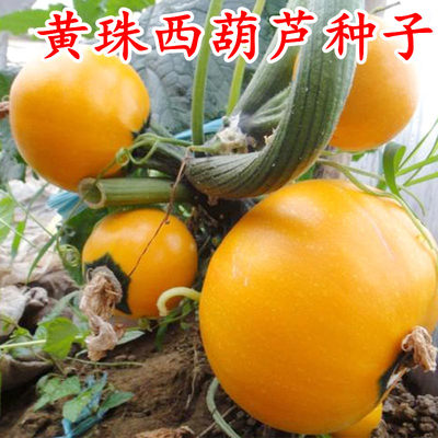 金珠西葫芦种籽瓜苗农家菜种子早熟圆形黄皮品种四季南方蔬菜种孑