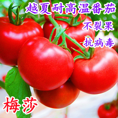 大果番茄种孑春秋四季硬粉早熟