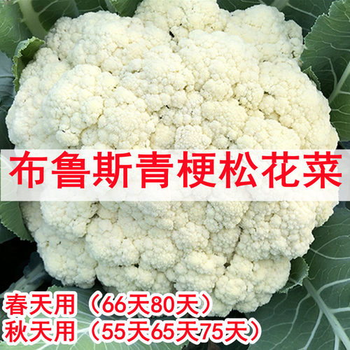 青梗松花小米粒口感好吃