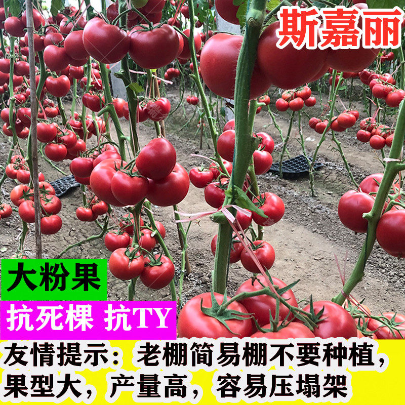 西红柿种子高产抗病毒番茄种籽粉红大果硬度好抗死棵斯嘉丽种孑