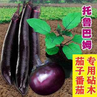 茄子砧木种子托鲁巴姆 抗青枯病 抗死棵 抗病强耐寒性强包邮