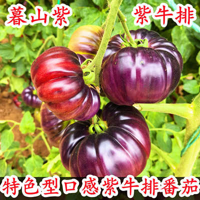 紫牛排番茄种子紫罗兰紫元帅火山斑马马蹄丑番茄种子花青素种籽
