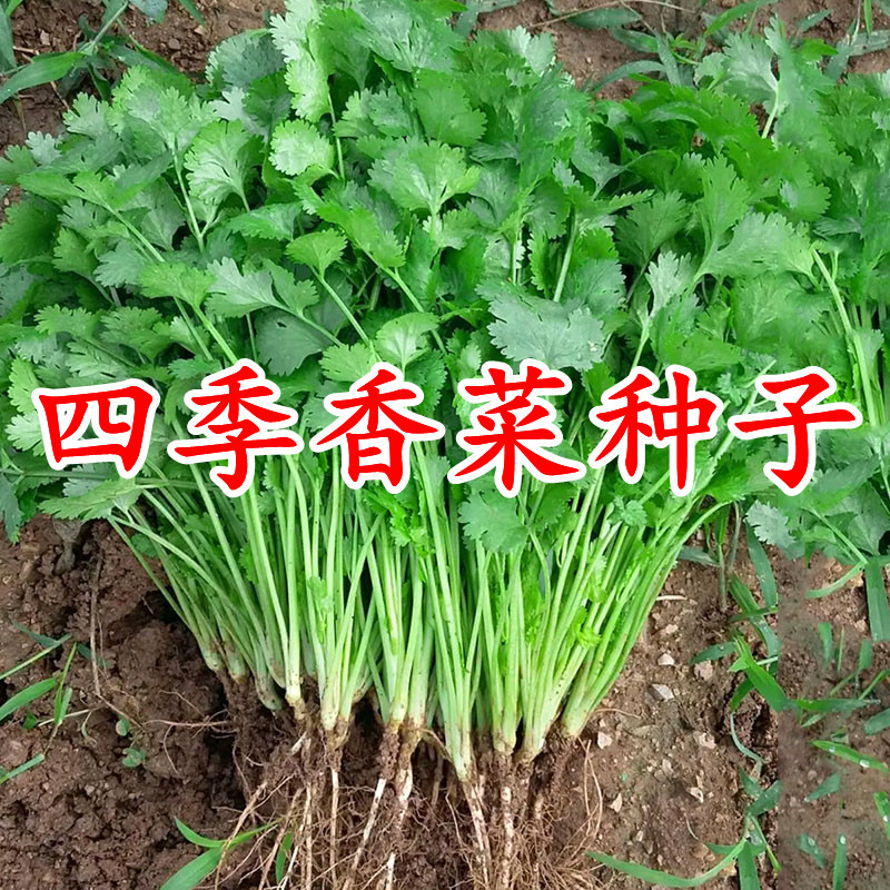 大叶香菜种籽秋冬菜种子四季室内阳台种菜农家芫茜小香葱蔬菜种孑