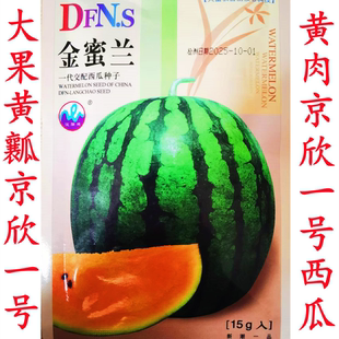 黄肉黄瓤京欣一号特大西瓜种子种籽麒麟瓜早熟高产美都瓜果秧孑