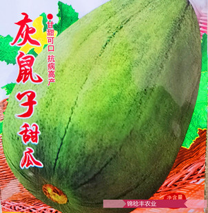 老上海灰鼠子甜瓜香瓜绿宝翡翠种籽超甜多汁产量高四季高产包邮