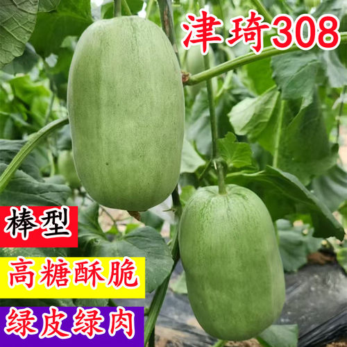 高糖津琦308绿皮绿肉棒状直筒型绿美人博洋666酥脆香甜瓜种子籽