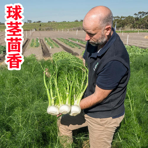 球茎茴香种子种籽茴香菜孑苗根结球种植苗带根四季蔬菜菜籽菜种