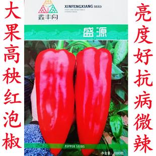 鑫丰向大果红泡椒种子港椒二炮子弹头牛角椒青红两用泡椒籽盛源
