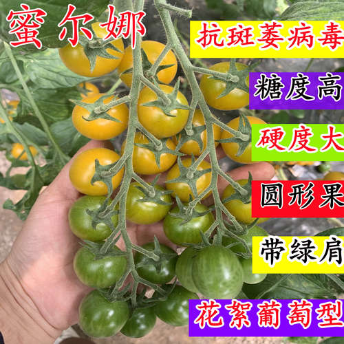 黄色樱桃番茄种子橙黄色圣女果种籽苗子特色番茄种籽甜度高蜜尔娜
