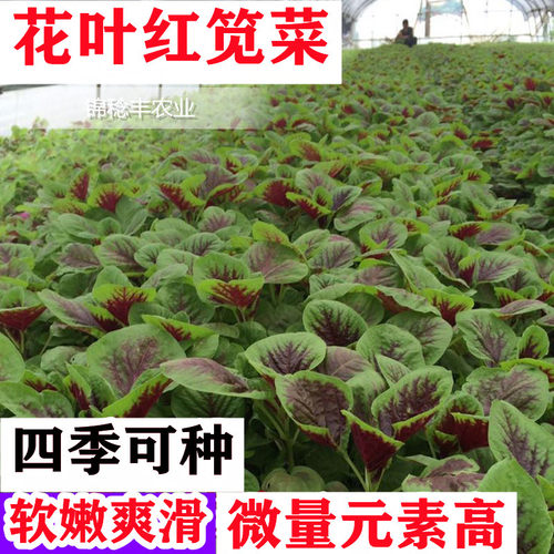 苋菜种子大全种籽菜四季野菜籽春秋冬季种孑苋菜籽苋菜种籽农家